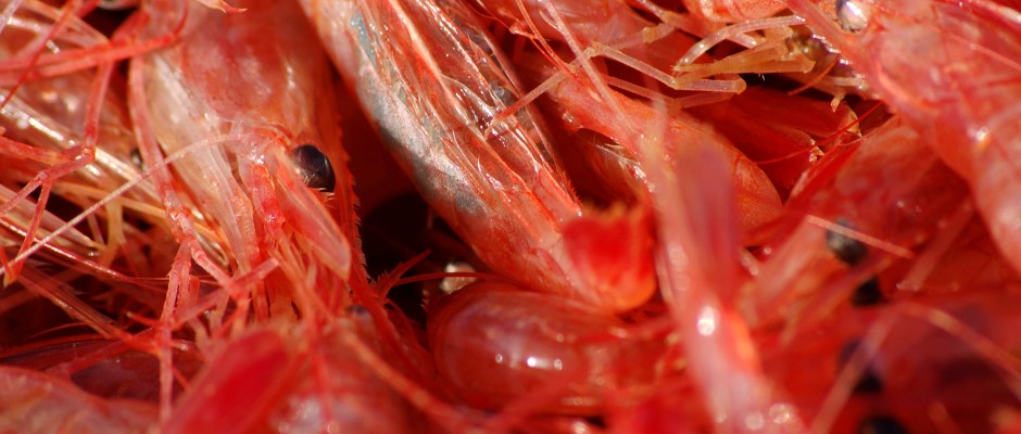 shrimp1